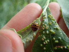 Harmonia axyridis