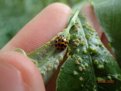 Harmonia axyridis
