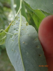 Aculus