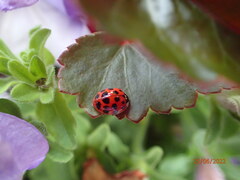 Harmonia axyridis