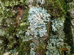 Punctelia