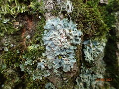 Punctelia