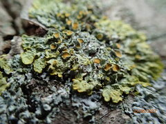 Xanthoria parietina