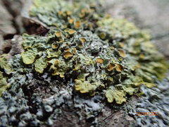 Xanthoria parietina