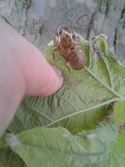 Neotibicen