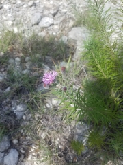 Vernonia lindheimeri