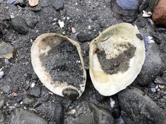 Macoma inquinata