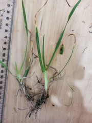 Poa pratensis