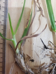Poa pratensis