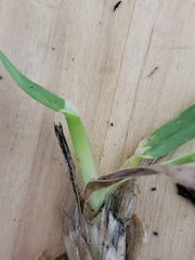 Poa pratensis