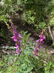 Hedysarum occidentale