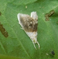 Lipocosmodes fuliginosalis