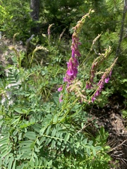 Hedysarum occidentale