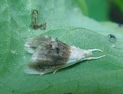 Lipocosmodes fuliginosalis