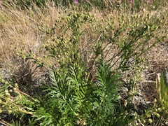 Potentilla bimundorum