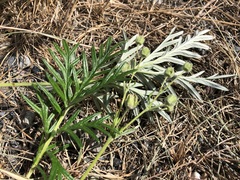 Potentilla bimundorum