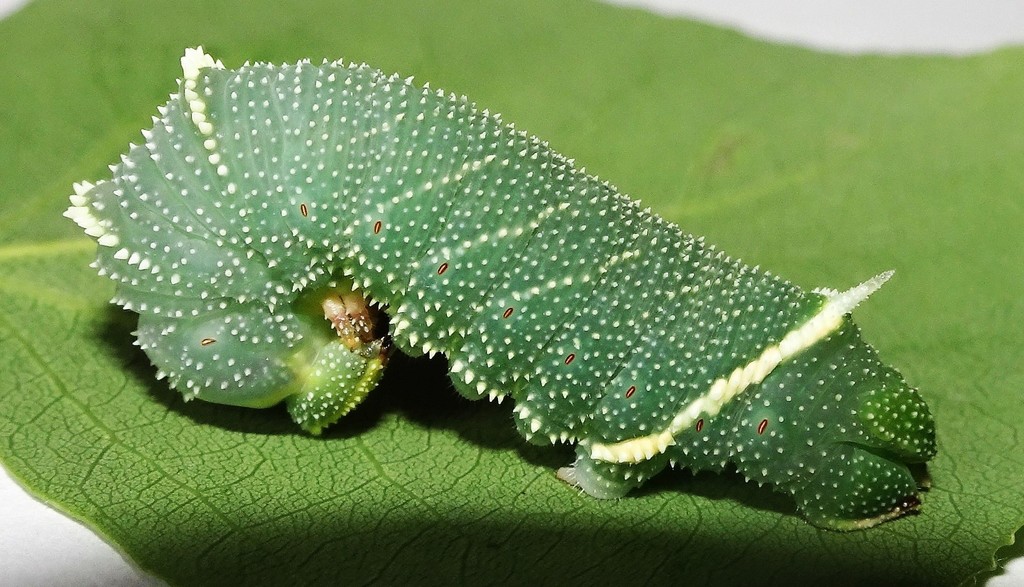 Modest Sphinx (Pachysphinx modesta) · iNaturalist
