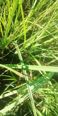 Chrysolina graminis