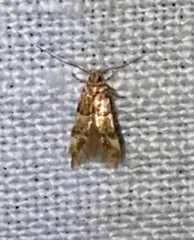 Theisoa constrictella