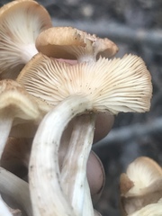 Desarmillaria caespitosa image