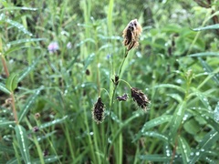 Carex pluriflora