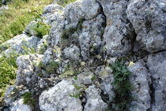 Alyssum calycocarpum
