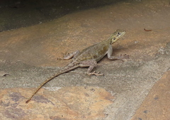 Agama finchi