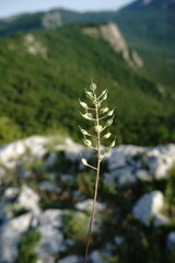 Alyssum calycocarpum