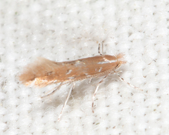 Cremastobombycia solidaginis