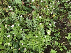 Anemonastrum sibiricum
