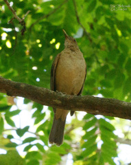 Turdus grayi