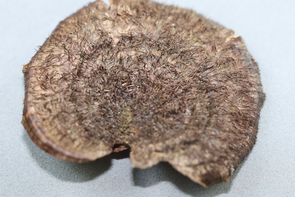 Hexagonia hydnoides · June 2022 · photo: © biomartita (iNaturalist, cc-by)