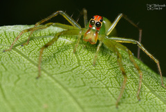 Lyssomanes