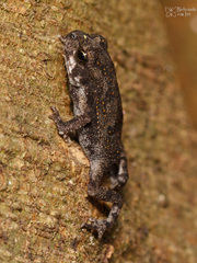 Incilius valliceps