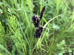 Carex membranacea