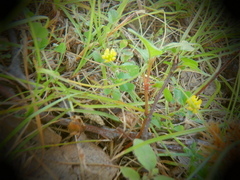 Trifolium campestre