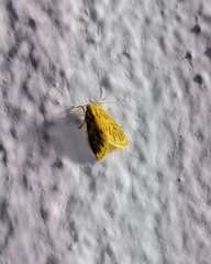 Miltochrista excaviseriata