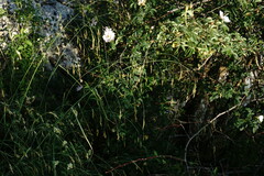 Piptatherum holciforme