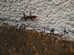 Hemidactylus murrayi