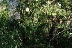 Piptatherum holciforme