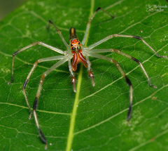 Lyssomanes