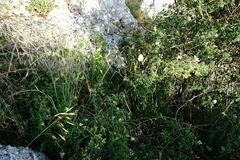 Piptatherum holciforme