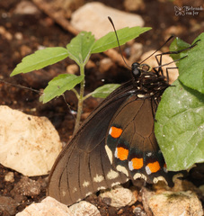 Battus philenor acauda