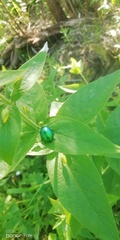 Chrysolina graminis