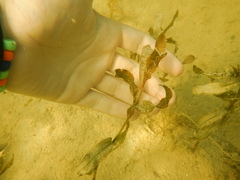 Potamogeton crispus