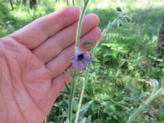 Delphinium crassifolium