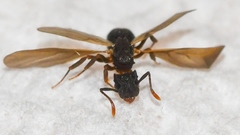 Cyphomyrmex rimosus
