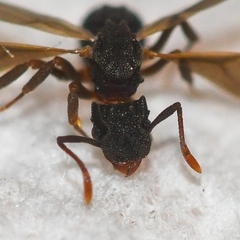 Cyphomyrmex rimosus