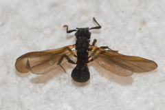 Cyphomyrmex rimosus