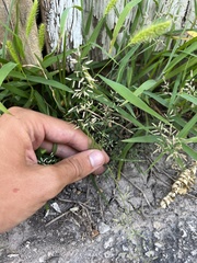 Eragrostis cilianensis